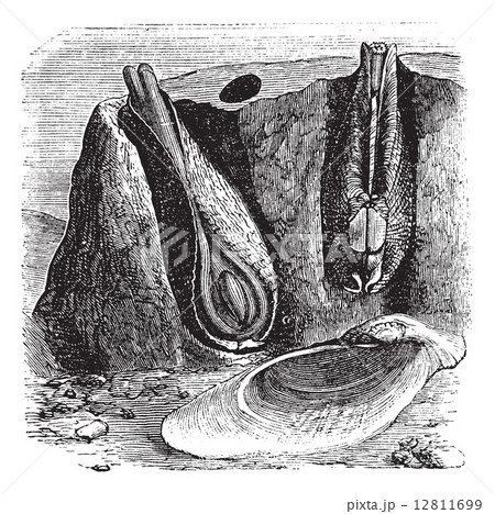 Common Piddock or Pholas dactylus vintage engraving Common Piddock or Pholas dactylus vintage engraving 12811699