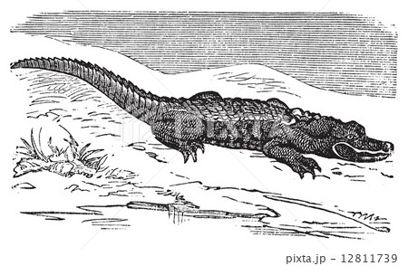 American Alligator engraving, or Alligator Mississippiensis. 12811739