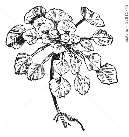 Water Chestnut or Trapa natans, vintage engraving 12811741