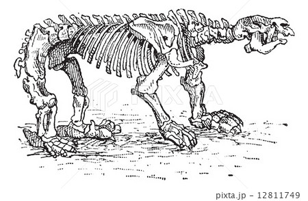 Megatheriid Ground Sloth or Megatherium sp., vintage engraving 12811749