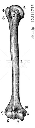 Humerus of the right side (from its front face), vintage engravi Humerus of the right side (from its front face), vintage engravi 12811756