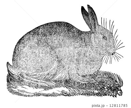 Hare, vintage engraving. 12811785