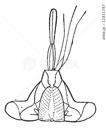 Stinging insects Hemiptera Mouth, vintage engraving. 12811787