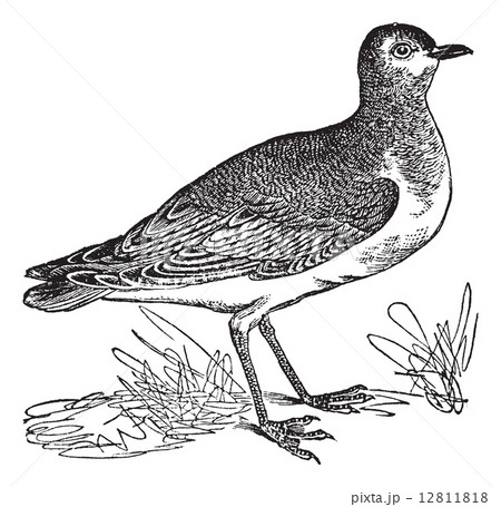 Golden Plover or Pluvialis sp., vintage engraving 12811818
