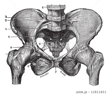 Fig. 160. Basin (squeleite with ligaments) saw its front face, v Fig. 160. Basin (squeleite with ligaments) saw its front face, v 12811831