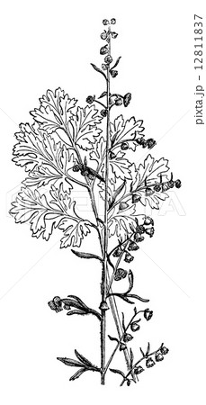 Grand wormwood, vintage engraving. Grand wormwood, vintage engraving. 12811837