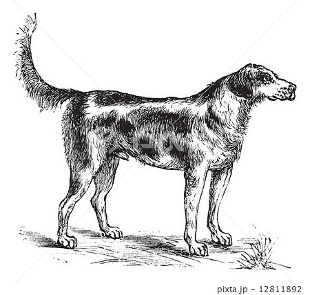 Harrier or Canis lupus familiaris vintage engraving Harrier or Canis lupus familiaris vintage engraving 12811892