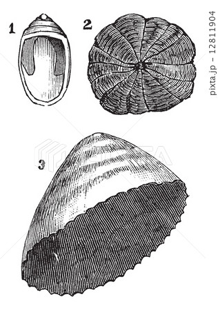 Molluscs univalves 1. Navicelle 2. Umbrella 3. limpet, vintage e 12811904