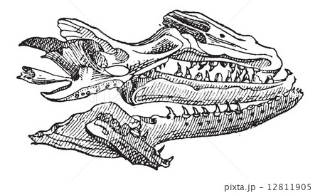 Mosasaur, vintage engraving 12811905
