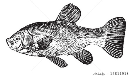 Tench or Tinca tinca vintage engraving Tench or Tinca tinca vintage engraving 12811913