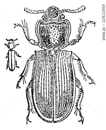 Old-Buck (Tragosoma depsarium), vintage engraving. 12811959