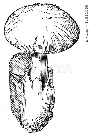 Amanita Caesarea or Oronge, vintage engraving. Amanita Caesarea or Oronge, vintage engraving. 12811969
