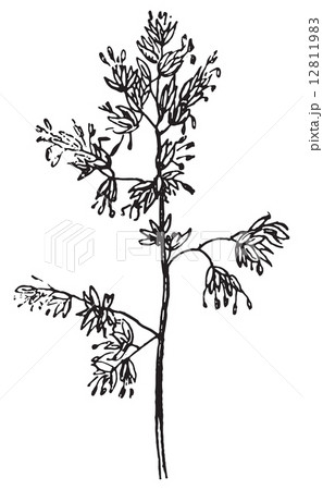 Bluegrass or Kentucky, vintage engraving. 12811983