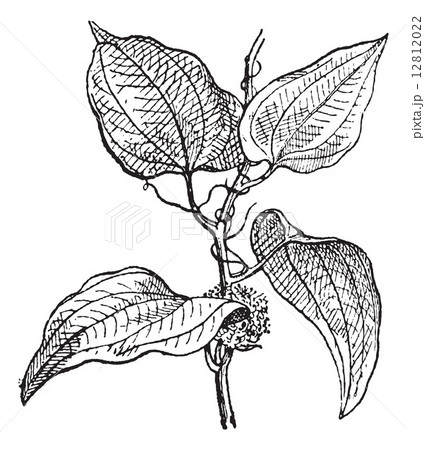 Smilax regelii or Sarsaparilla, vintage engraving. 12812022