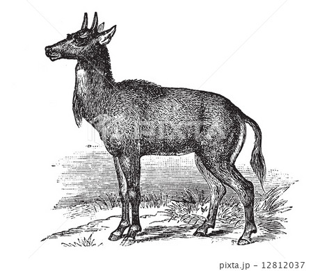 Nilgai or Nilgau or Boselaphus tragocamelus, vintage engraved il 12812037