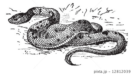 Scytale crown, vintage engraving. 12812039