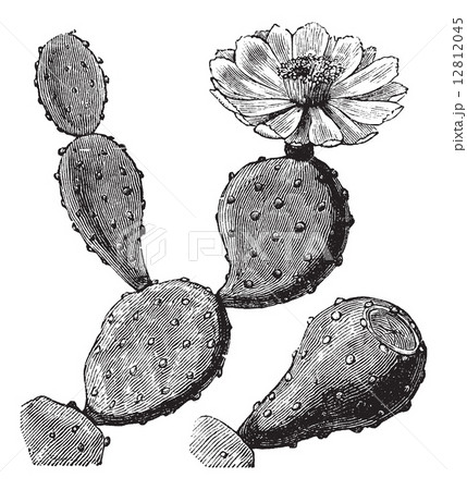 Barbary Fig or Indian Fig Opuntia or Prickly Pear or Opuntia fic 12812045