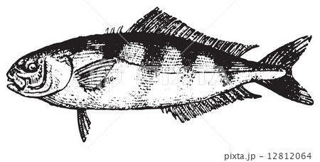 Pilot fish or Naucrates ductor, vintage engraving. 12812064