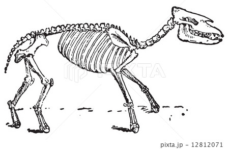 Palaeotherium, vintage engraving. 12812071
