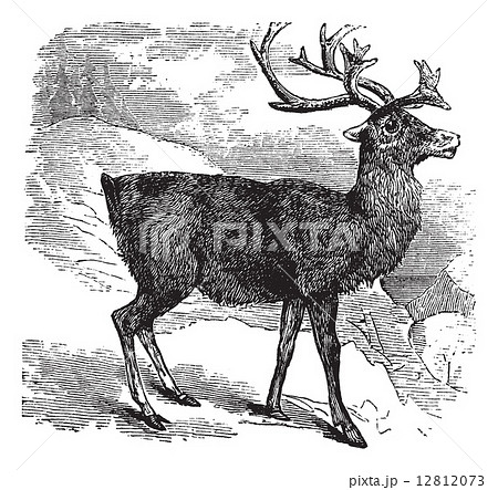 Caribou or Reindeer vintage engraving 12812073