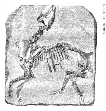 Skeleton of the great Paleotherium de Vitry, vintage engraving. 12812074