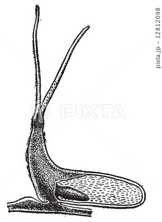 Eelgrass or Zostera marina, vintage engraving. 12812098