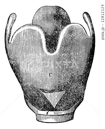 Larynx anatomy, vintage engraving. 12812124