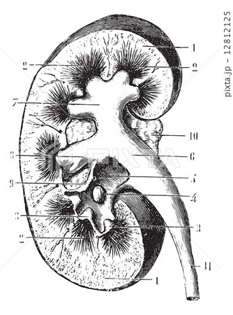 Kidney section, vintage engraving. 12812125