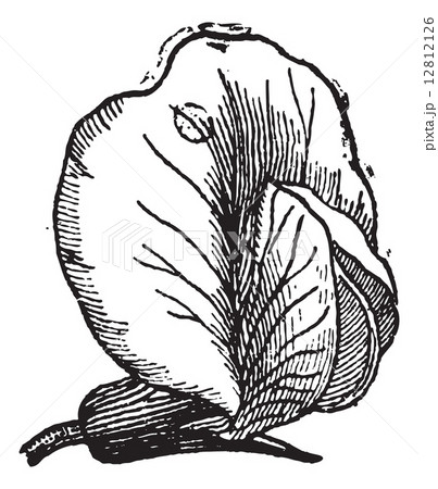 Pea or Pisum sativum, vintage engraving Pea or Pisum sativum, vintage engraving 12812126