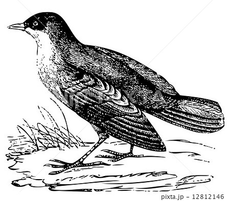 White-throated Dipper old engraving 12812146