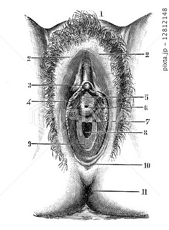 VULVA Vulva in virgin, vintage engraving.のイラスト素材 [12812148] - PIXTA