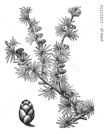 Tamarack (Larix Americana) or Hackmatack, vintage engraving 12812152