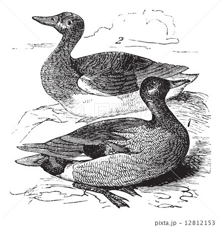 Gadwall or Anas strepera vintage engraving Gadwall or Anas strepera vintage engraving 12812153