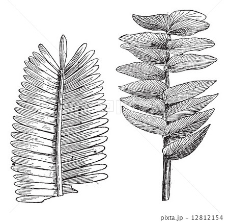 Jurassic age, Pterophyllum jaegeri, otozamites decorus, vintage 12812154