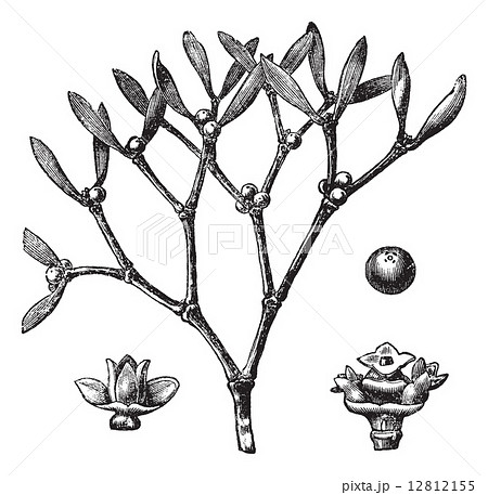 White mistletoe (Viscum album) or European mistletoe vintage en 12812155