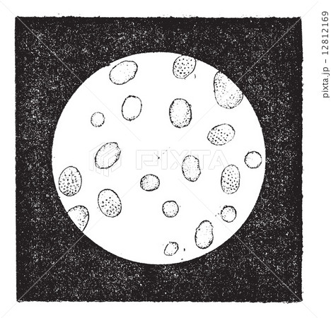 Fig. 2. White blood cells or leukocytes, vintage engraving. 12812169
