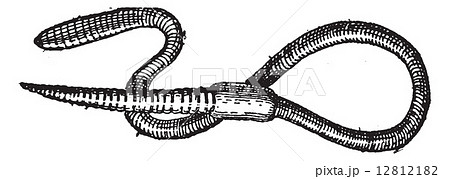 Earthworm or Lumbricus terrestris, vintage engraving 12812182