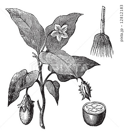 black,old,engraved,ancient,antique,art,vintage,drawing,illustrat 12812183