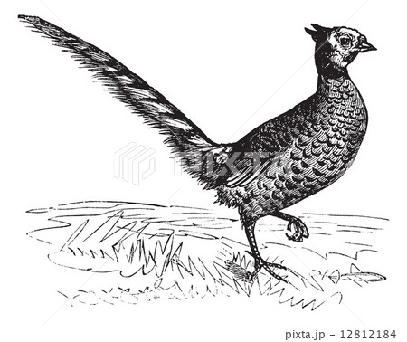 Common Pheasant or Phasianus colchicus, vintage engraving 12812184