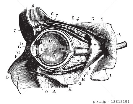Section perpendicular to the orbit and eyeball, vintage engravin Section perpendicular to the orbit and eyeball, vintage engravin 12812191
