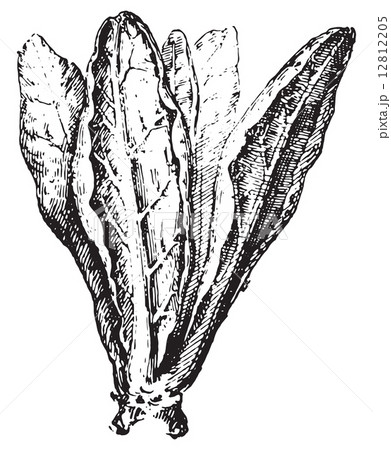 Chard or Swiss Chard, vintage engraving. 12812205