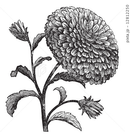 Double China Aster or Callistephus chinensis vintage engraving 12812250