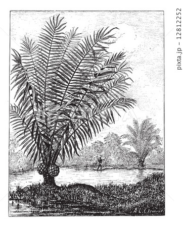 Ivory tree (Phytelephas macrocarpa), vintage engraving. 12812252