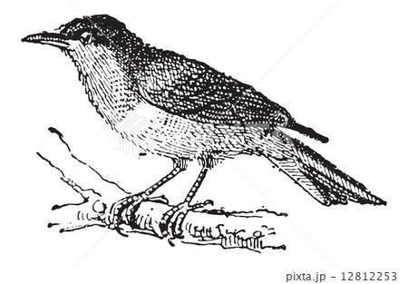Black-and-yellow Tanager or Chrysothlypis chrysomelas, vintage e 12812253