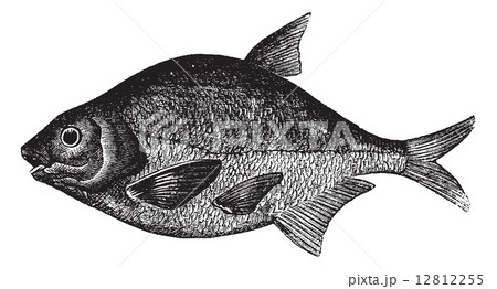 Common bream or Abramis brama, freshwater, fish , vintage engrav 12812255
