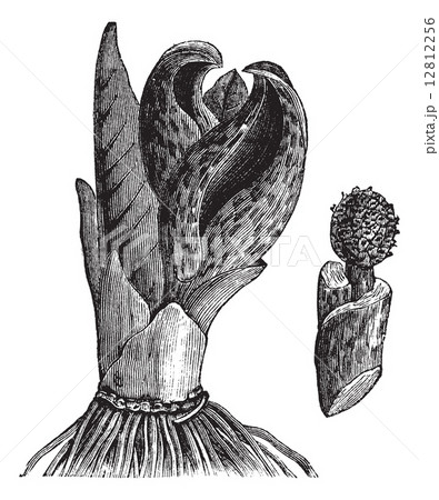 Skunk cabbage (Symplocarpus foetidus) or Eastern Skunk Cabbage, 12812256