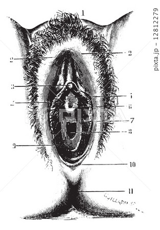 Vulva in virgin, vintage engraving. Vulva in virgin, vintage engraving. 12812279