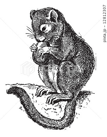 Dormouse or Gliridae, vintage engraving 12812307