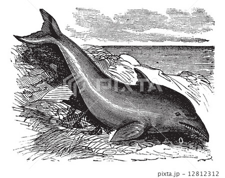 Common Dolphin or Delphinus delphis or Delphinus capensis, vinta 12812312