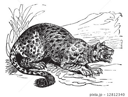 Oncilla or Little Spotted Cat or Tigrillo or Cunaguaro or Tiger 12812340